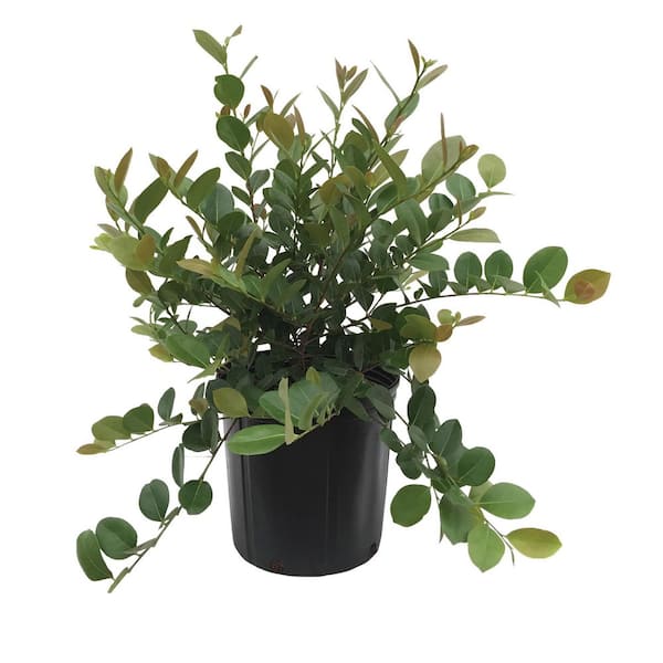 1.72 Gal. Cocoplum Screening Tropical Shrub in Grower Pot (1-Pack)