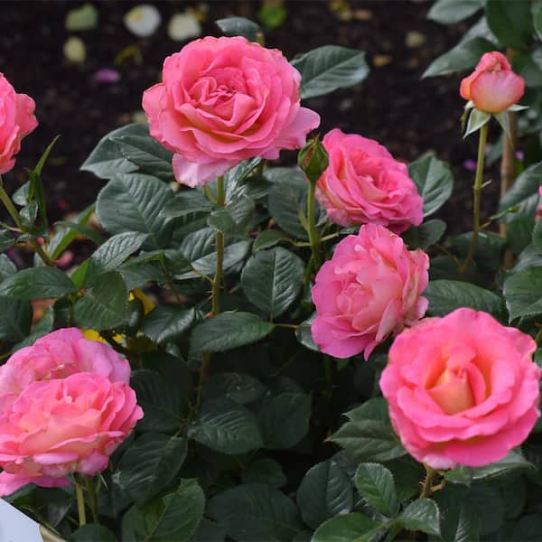 Vigoro 13 in. Julie Andrews Rose Plant with Pink Flowers 17581
