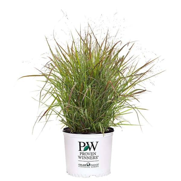 PROVEN WINNERS 2 Gal. Prairie Winds Cheyenne Grass Plant