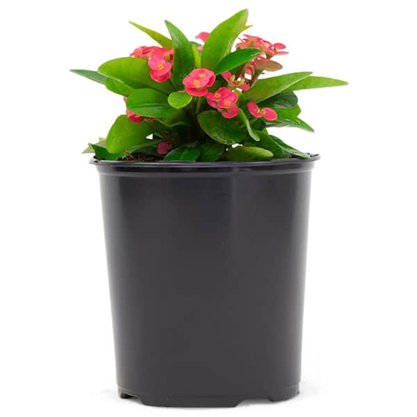 2.5 Qt. Crown of Thorns Pink Flowers in 6.33 in. Grower's Pot