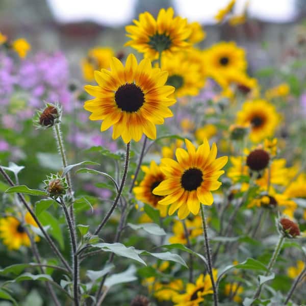 PROVEN WINNERS 4.25 in. Eco+Grande Suncredible Saturn Sunflower