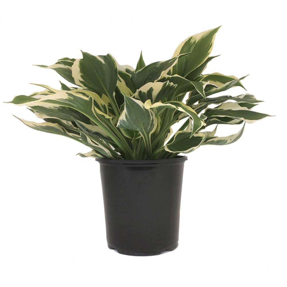Plantain Lily (Hosta) Patriot 10576 - The Home Depot