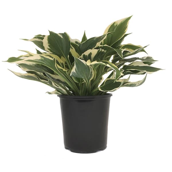 Unbranded Plantain Lily (Hosta) Patriot