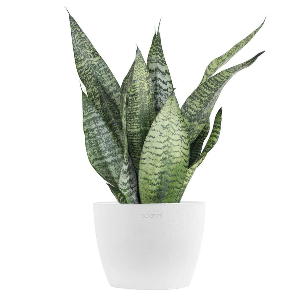 United Nursery Sansevieria Zeylanica Live Snake Plant in 6 inch