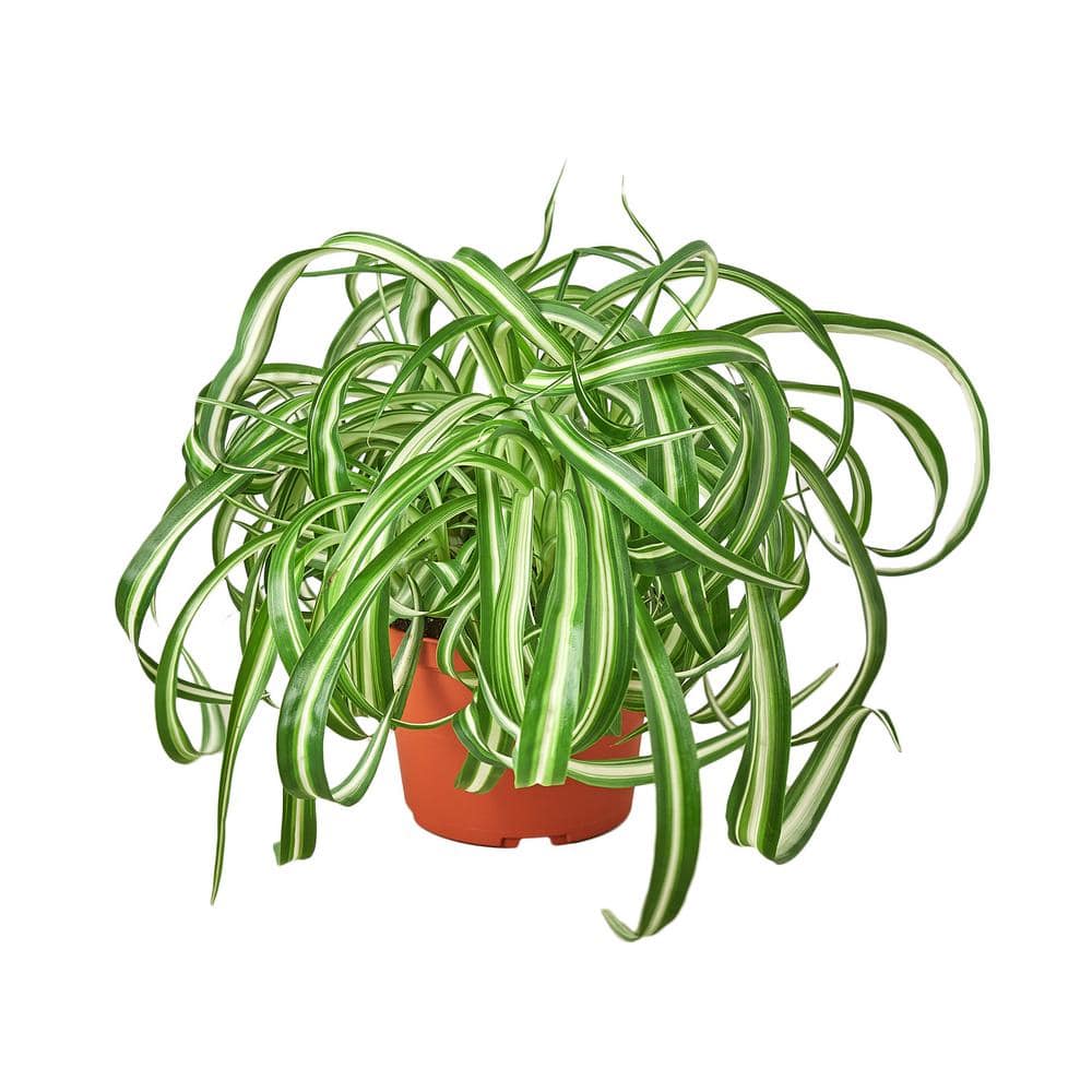 Curly Spider Plants, Chlorophytum comosum 'Bonnie' — The Tender Gardener