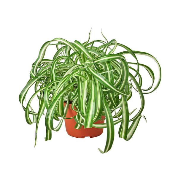 PPC INTERNATIONAL LLC Spider Plant 'Bonnie' Chlorophytum Comosum Plant in 6 in. Grower Pot