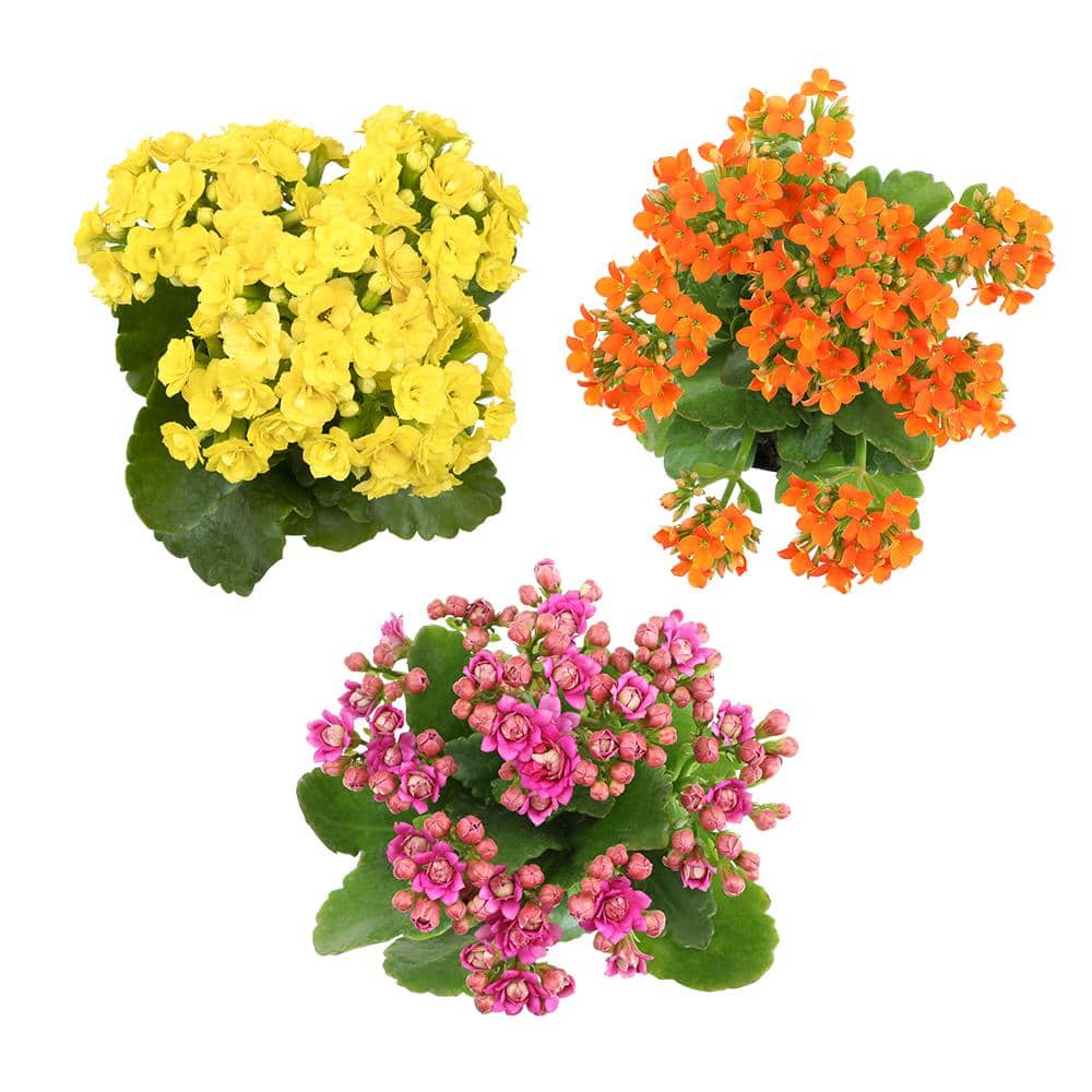 Assorted Color Kalanchoe Succulent Plants in Black Pots, 3-Pack