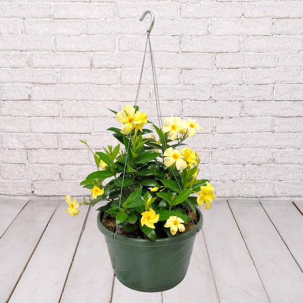Wekiva Foliage Yellow Dipladenia Hanging Basket-Live Plant in a 10 Inch Hanging Pot-Mandevilla Diamatina-=Quality Flowering Vine