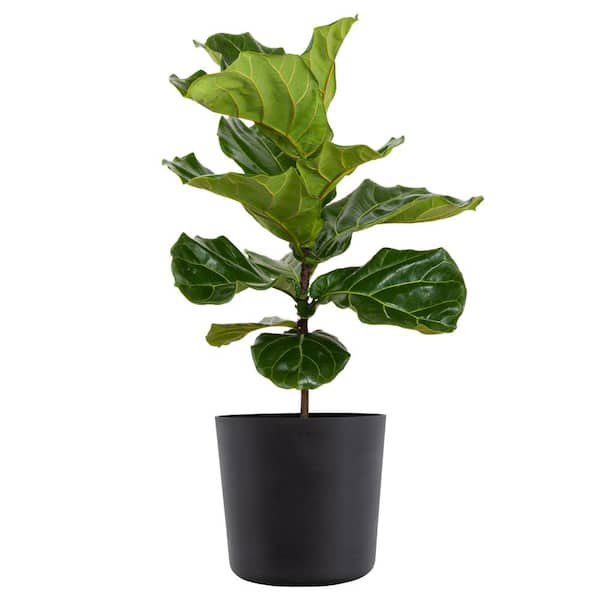 United Nursery Fiddle Leaf Fig Ficus Lyrata Standard Live Indoor Outdoor Plant in 10 inch Premium Sustainable Ecopots Dark Grey Pot