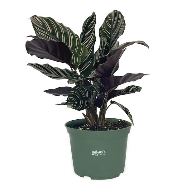 NATURE'S WAY FARMS Calathea Ornata Live Indoor Plant in Growers Pot Average Shipping Height 1-2 Ft. Tall