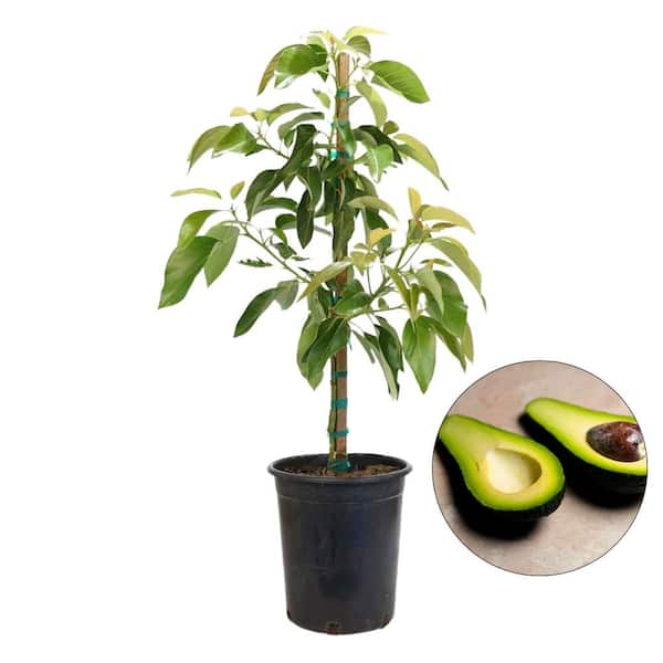 Alder & Oak #5 Container Zutano Avocado Evergreen Tree AVOZ05 - The ...