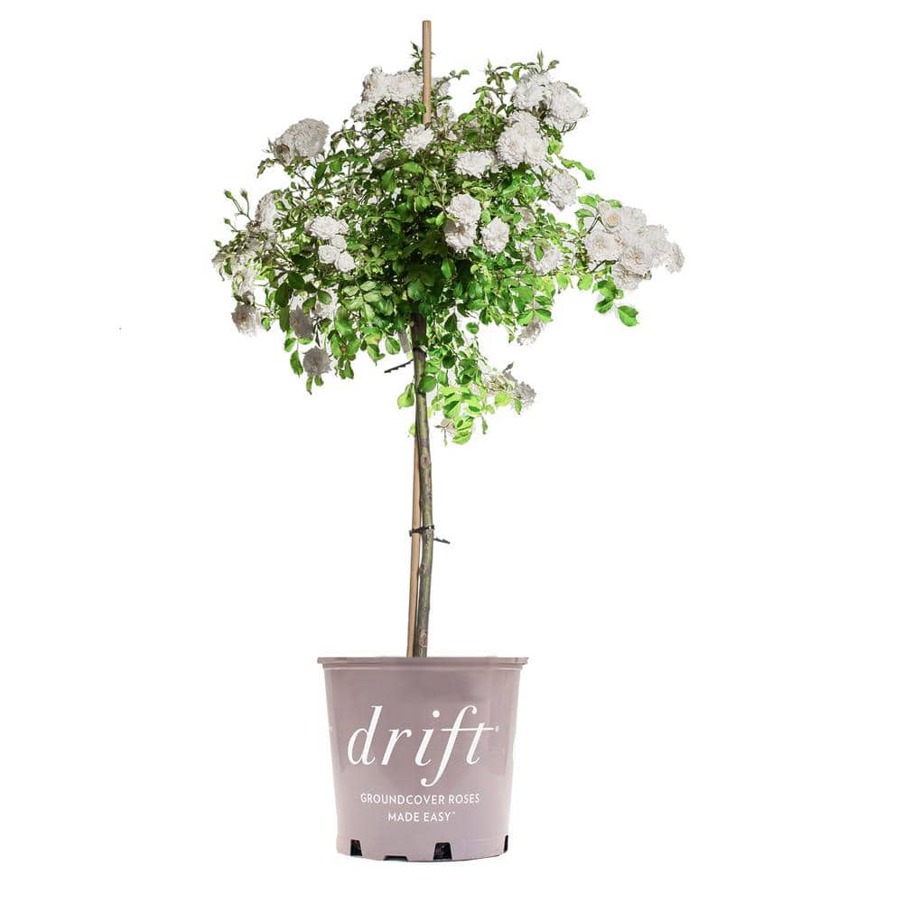 Drift 3-4 Ft. Tall White Drift Rose Tree with White Flowers in Grower's Pot THD00591