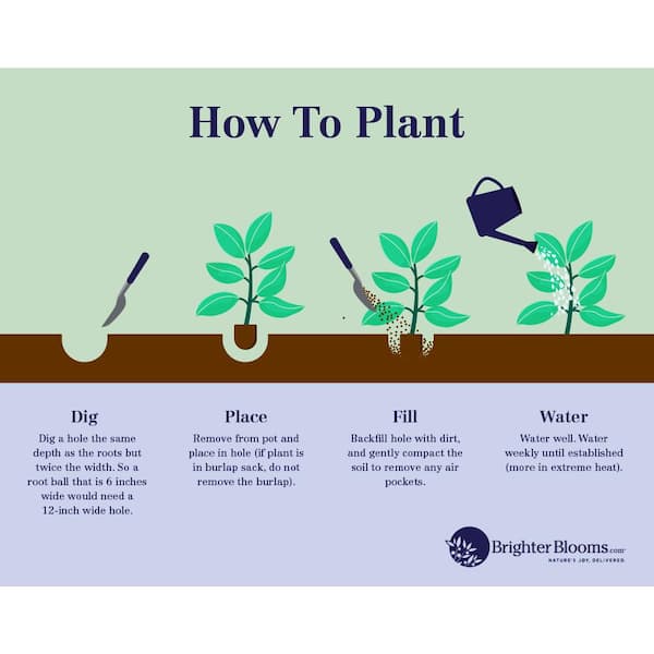 Effect of spraying bloom thinning formulation (BTF) on mango trees. BTF