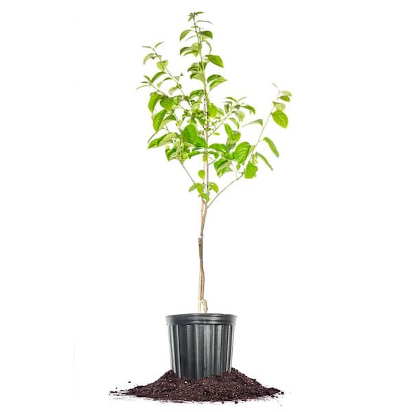4-5 ft. Tall Fruiting Fuyu Persimmon Tree