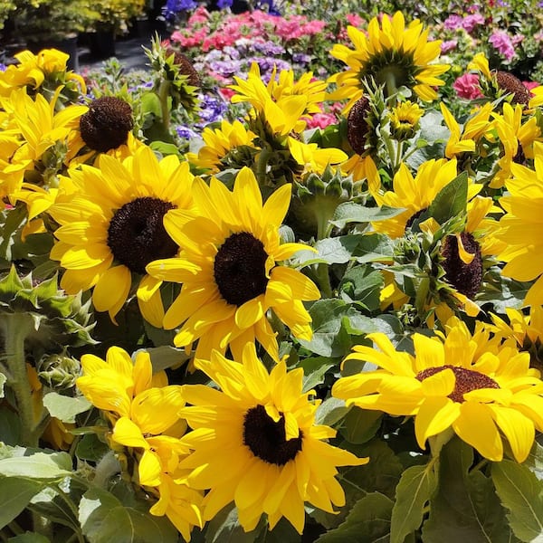 3.5 in. Dwarf Sunflower Pollinator Plant Seed Grow Kit