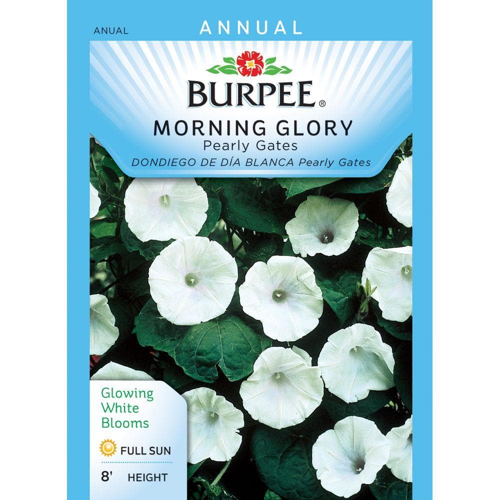 Burpee Morning Glory Pearly Gates Seed 48462 - The Home Depot