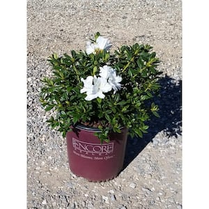 2 Gal. Autumn Ivory Shrub with Bright White Reblooming Flowers