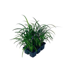 2.25 Qt. Liriope Super Blue Shrub Flowering Purple Blooms in 2.75 in. Cell Grower's Tray (6-Plants)