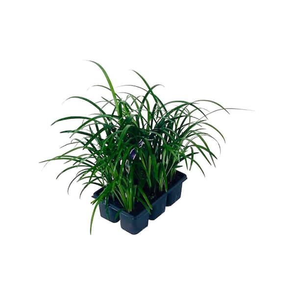 Pure Beauty Farms 2.25 Qt. Liriope Super Blue Shrub Flowering Purple Blooms in 2.75 in. Cell Grower's Tray (6-Plants)