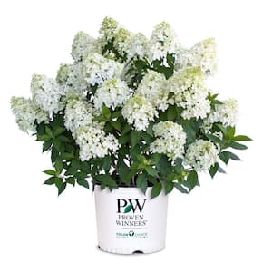 5 Gal. Quick Fire Fab Hydrangea Shrub with White to Pink Blooms
