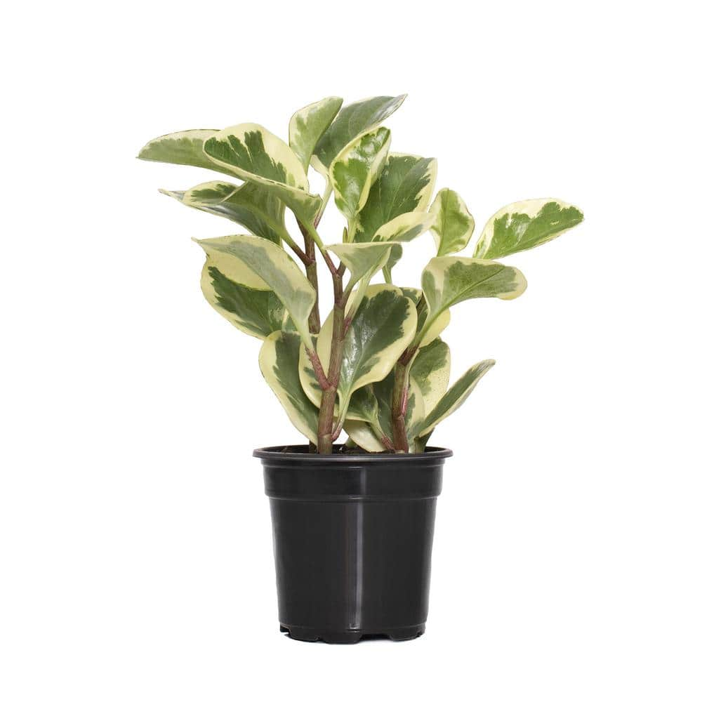 national PLANT NETWORK 4 in. Variegated Obtusifolia Peperomia Plant ...