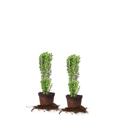 1 Gal. Sky Pencil Holly Shrub (2-Pack)