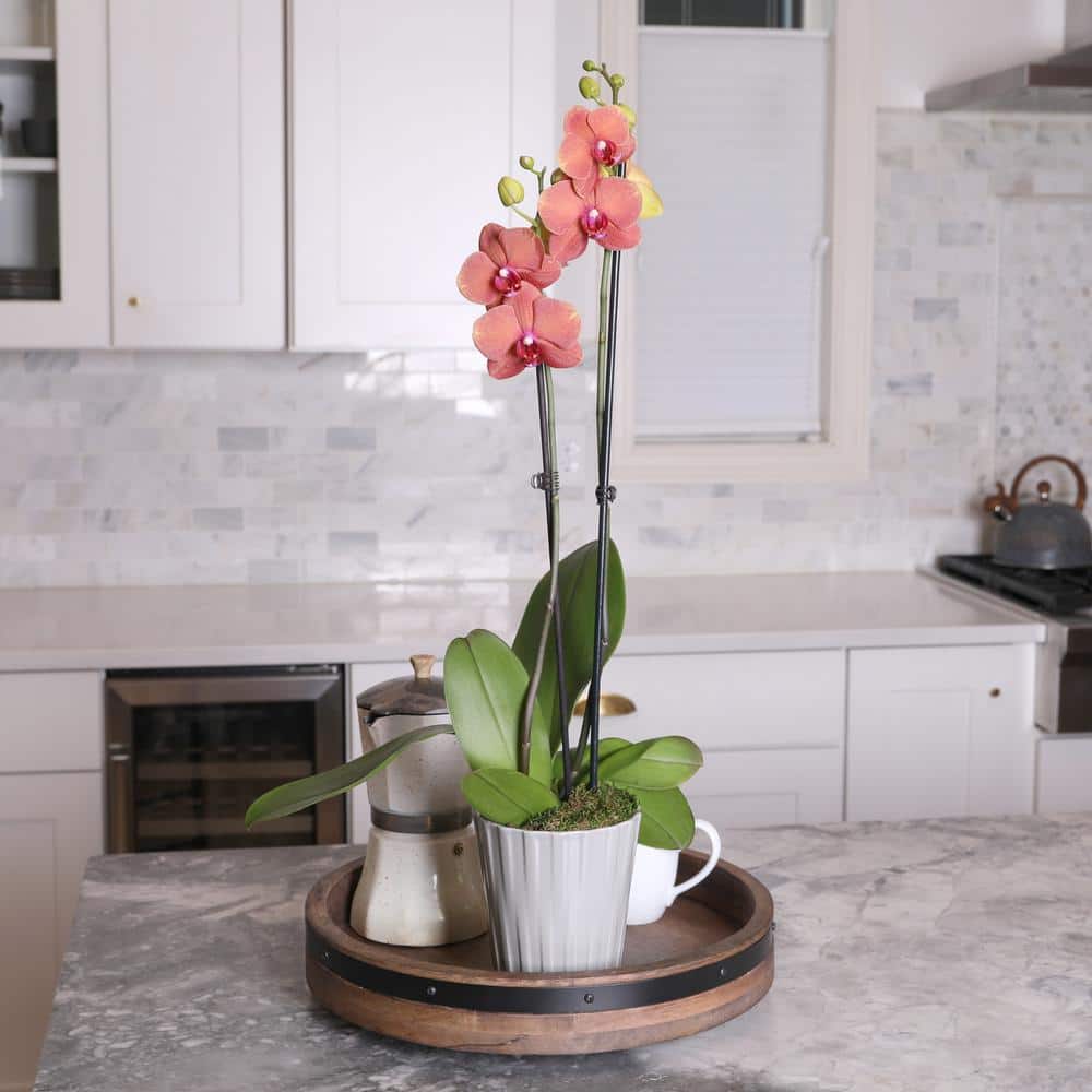 Salmon Phalaenopsis Orchid in Beige Ceramic Pot