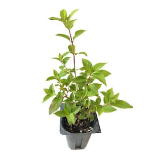 Limelight Hydrangea 3 Total Plants in 3 Separate 4 in. Pot