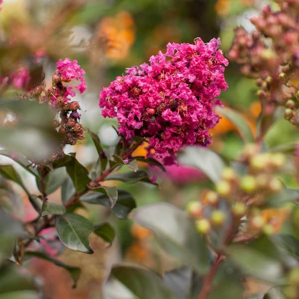 FIRST EDITIONS 7 Gal. Plum Magic Crape Myrtle Flowering Shrub with Fuschia  Pink Flowers 15634 - The Home Depot