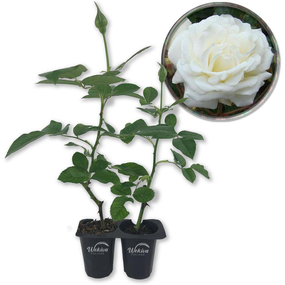 Prosperity Rose Bush-3 Live Starter Plants in 2 Inch Growers Pots-Beautifully Hybrid Tea Rose-A Versatile Beauty price history on PriceWatchPro