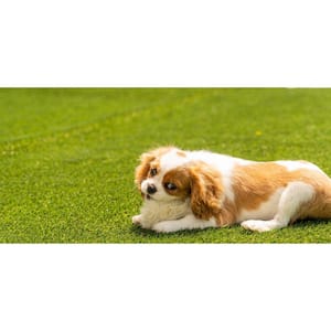 Premium Pet Turf 12 ft. Wide x Cut to Length Green Artificial Grass Turf