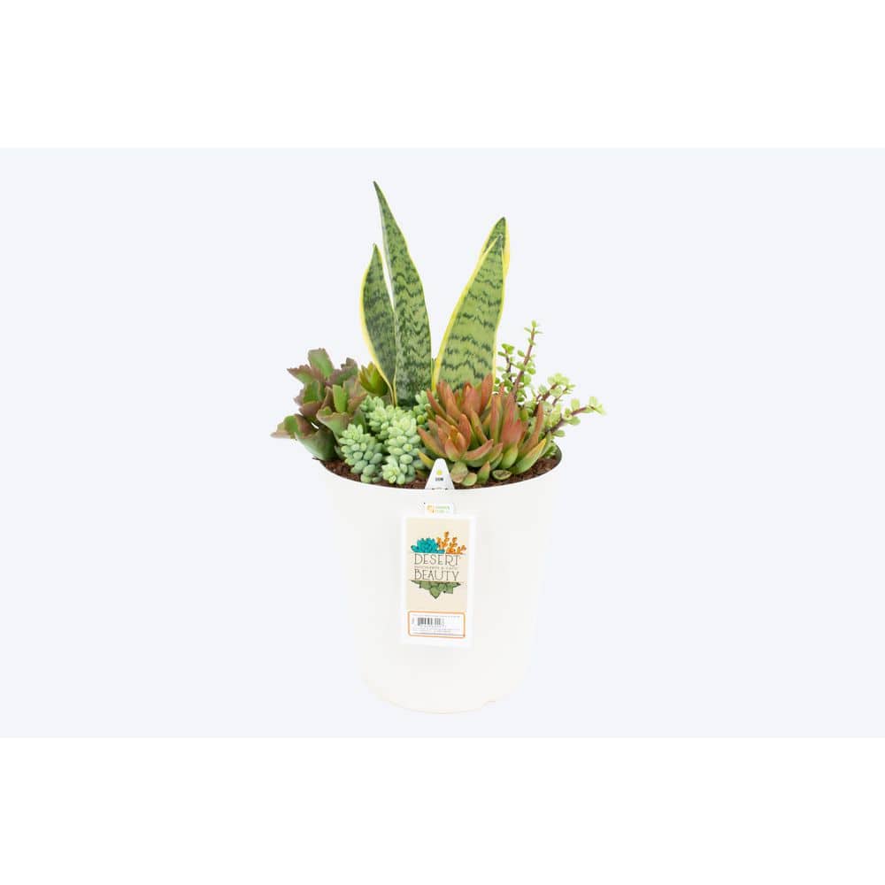 Pure Beauty Farms 10 in. Pot Succulent Mitzi Planter Sansaveria
