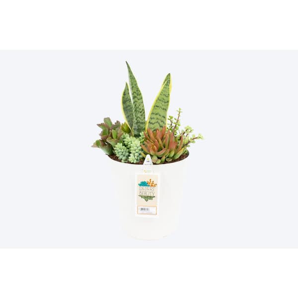 10 in. Pot Succulent Mitzi Planter Sansaveria Mix (1 plant)