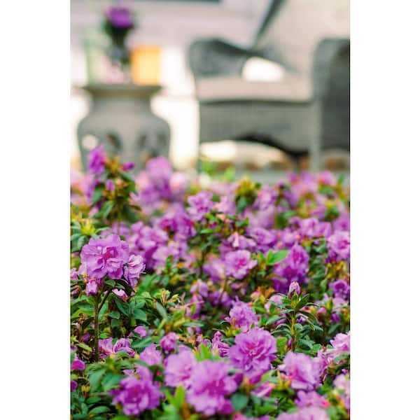 ENCORE AZALEA 2 Gal. Autumn Majesty Encore Azalea Shrub with