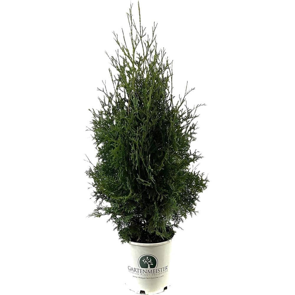 2 Gal. Skybound Arborvitae (Thuja) Live Shrub price history on PriceWatchPro