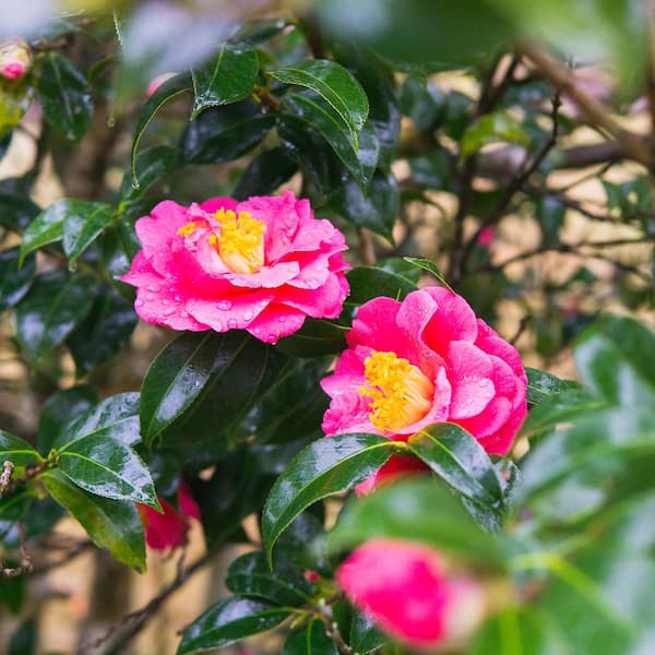 Perfect Plants Shi Shi Camellia Shrub in 1 Gal. Grower's Pot  THD-ShiShiCam1G - The Home Depot