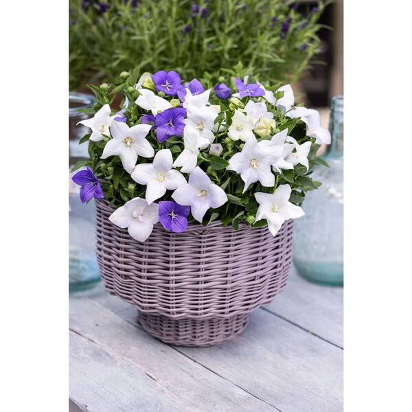 バルーンフラワー METROLINA GREENHOUSES 2.5 Qt. Twinkle Blue Balloon Flower Plant
