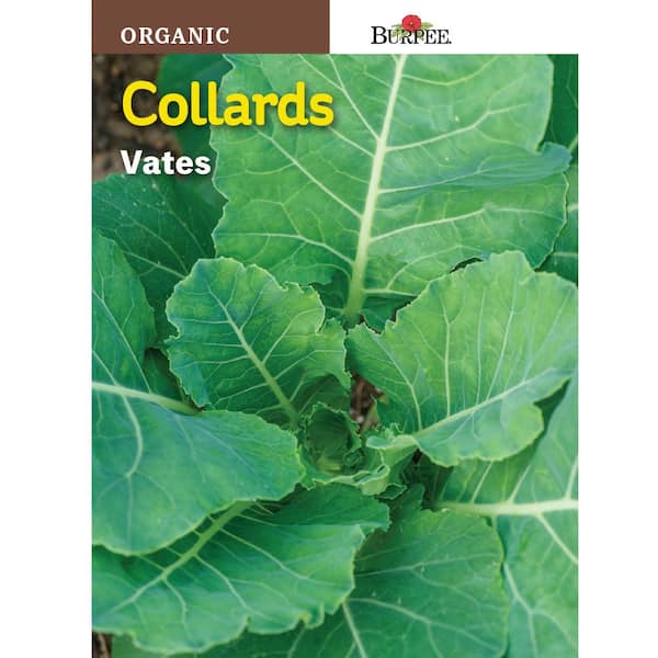 Organic Collard Greens — Melissas Produce