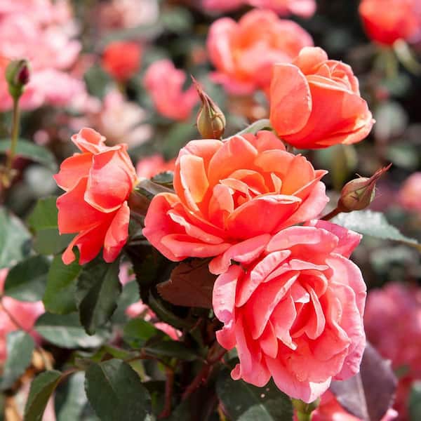KNOCK OUT 2 Gal. Coral Knock Out Rose Bush with Brick Orange to Pink Flowers  13217 - The Home Depot