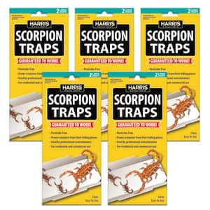 Scorpion Glue Trap (5-Pack)