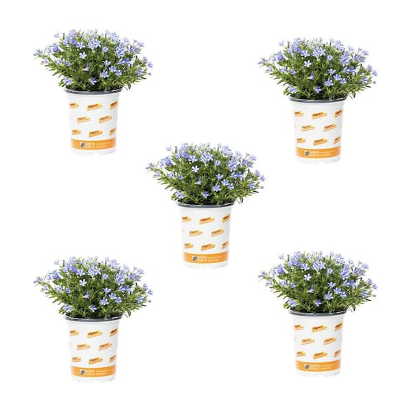 Vigoro 1 Qt. Lithodora Star White Perennial Plant (5-Pack)
