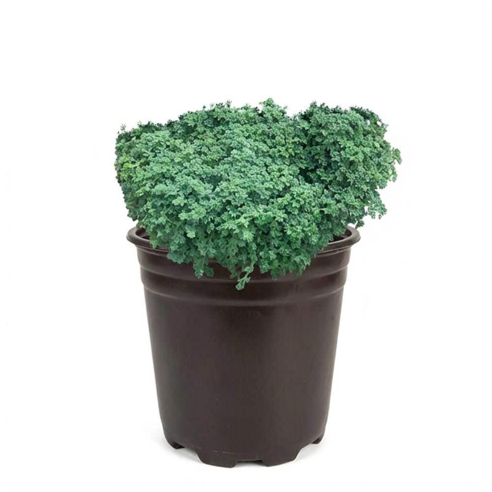 BELL NURSERY 1 Gal. Wooly Thyme Creeping Thyme (Thymus