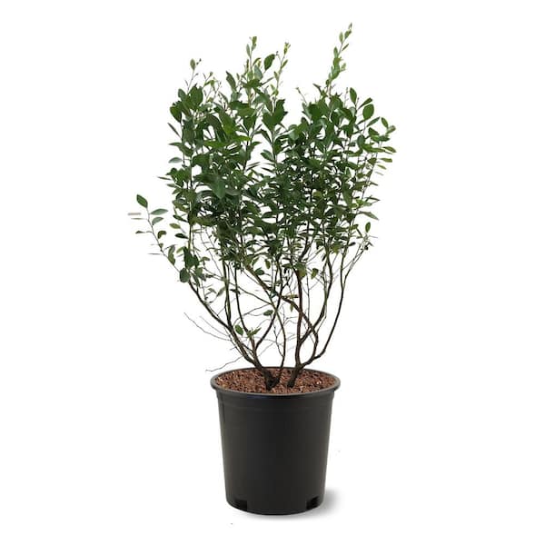 5 Gal. Tifblue Blueberry Plant Potted