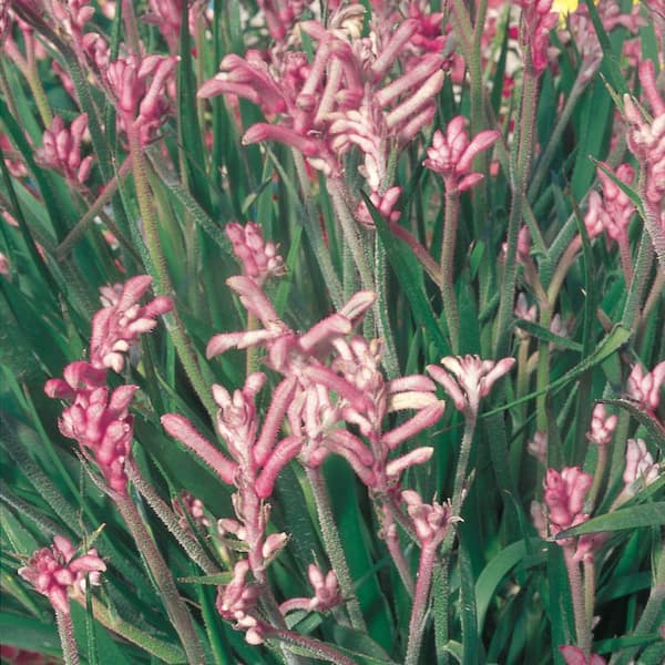SMART PLANET 2.5 QT. Kangaroo Paw Plant with Pink Flowers