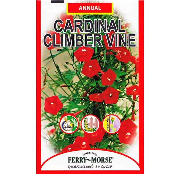 Ferry-Morse Climber Vine Cardinal Seed
