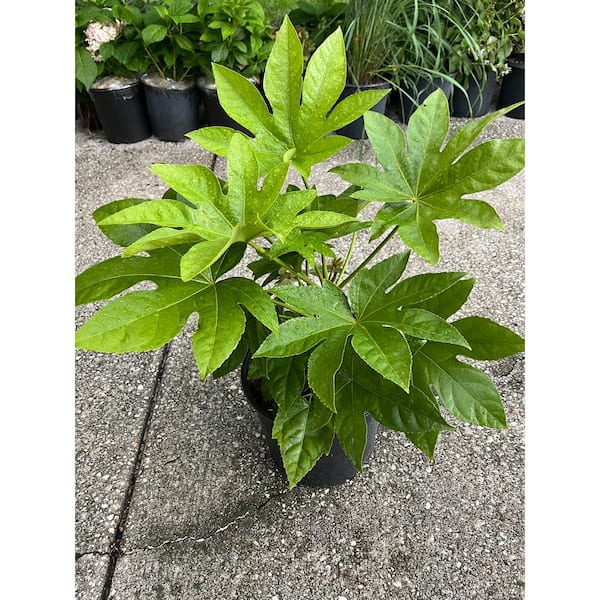 3 Gal. BigLeaf Paper Plant Japanese Aralia Shrub with White Flowers