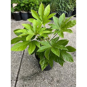 3 Gal. BigLeaf Paper Plant Japanese Aralia Shrub with White Flowers