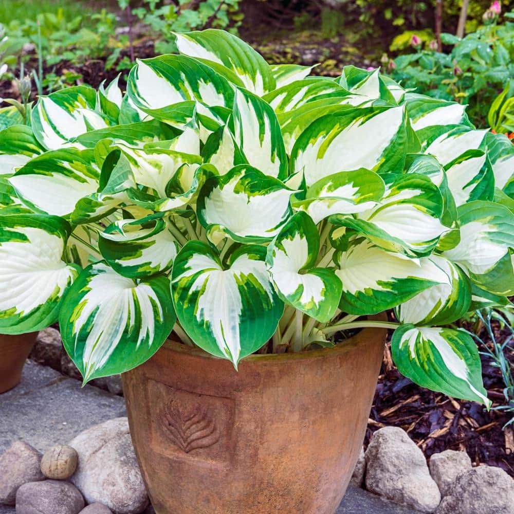Spring Hill Nurseries Fire And Ice Hosta Live Bareroot Perennial Plant 1 Pack The Home Depot