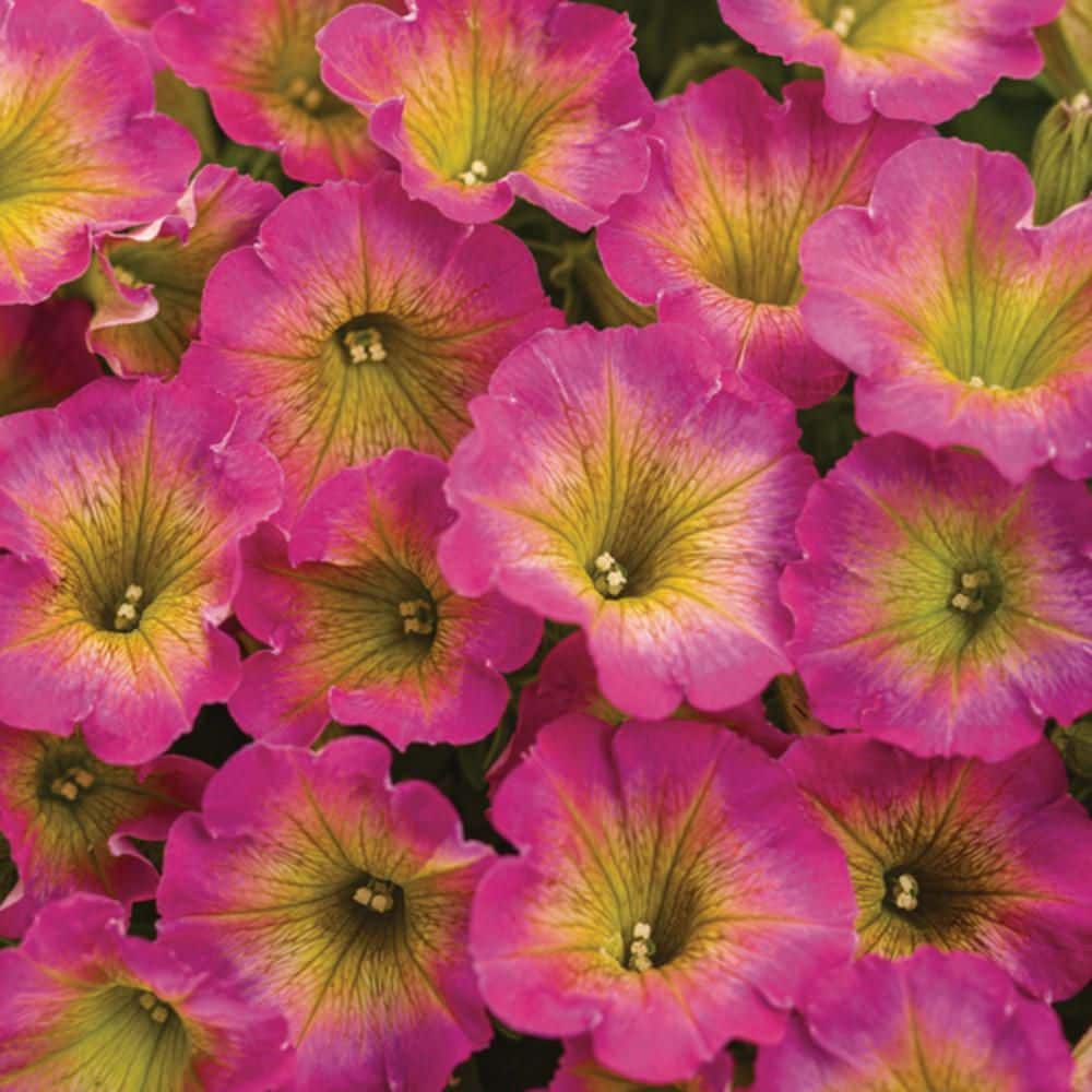 proven-winners-annual-flowers-