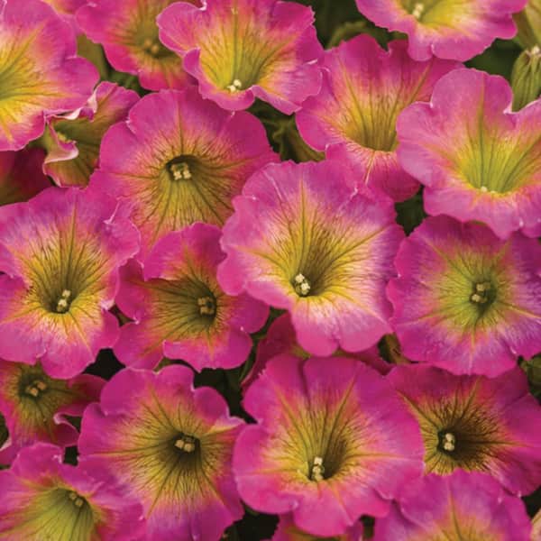 4.25 in. Eco+ Grande Supertunia Daybreak Charm (Petunia Hybrid) Live Annual Plant with Pink Flowers 4-Pack